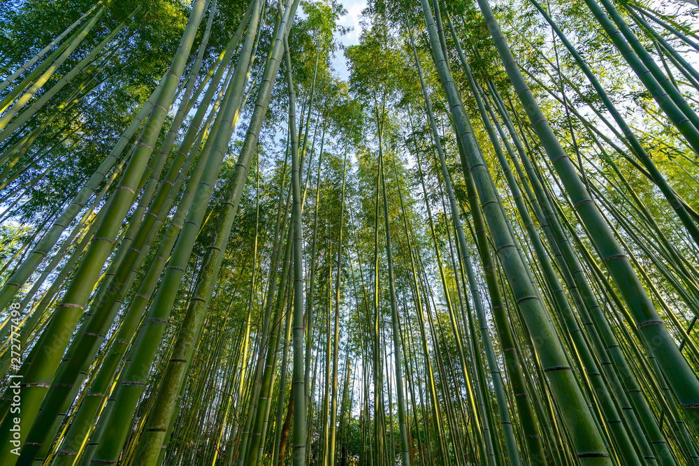 The beautiful bamboo forest rises above the sky. The beautiful bamboo forest rises above the sky.