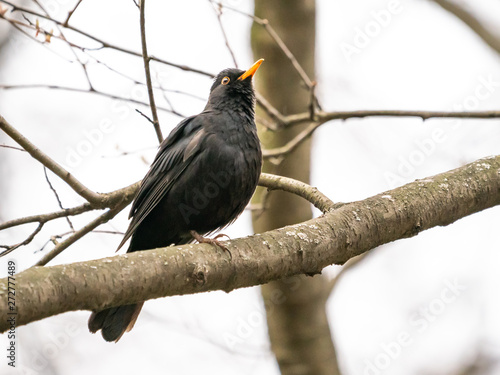 The bird the blackbird sits on a branch