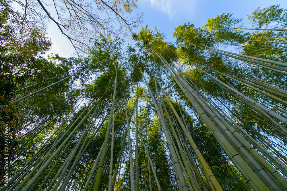 The beautiful bamboo forest rises above the sky. The beautiful bamboo forest rises above the sky.