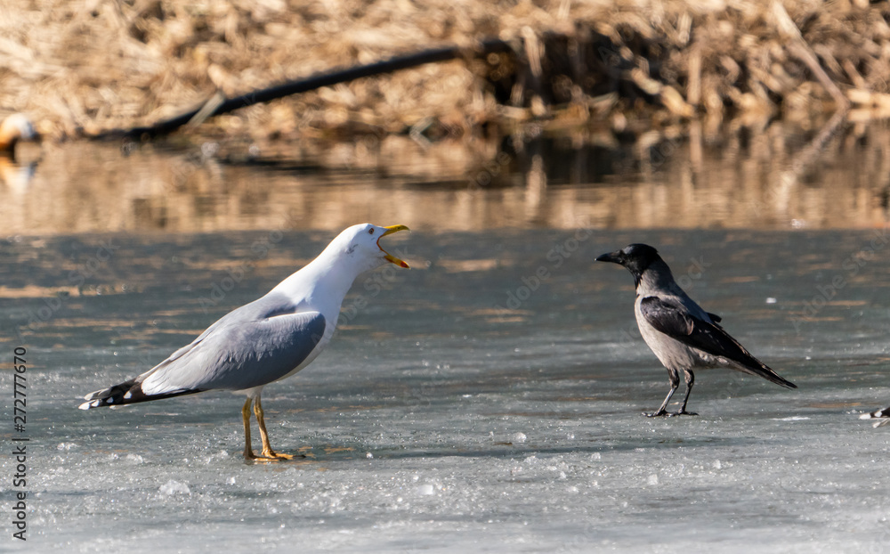 Fototapeta premium Birds gull and crow fight over feed on the ice of the lake