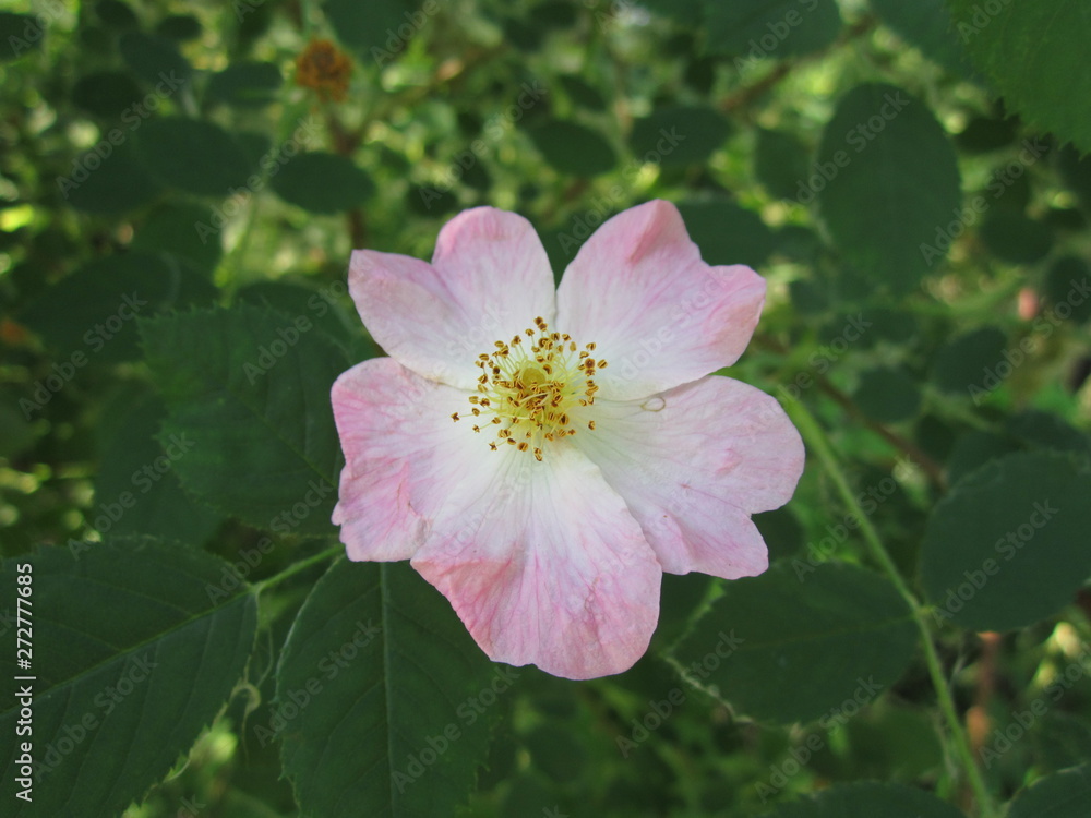 Obraz premium Pink rosehip flowers