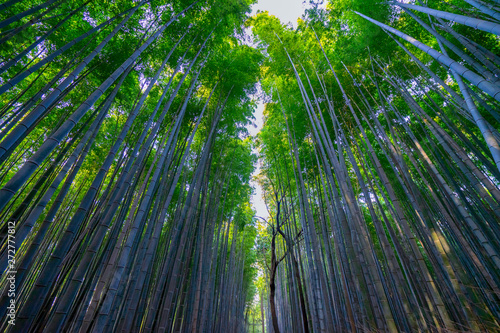 The beautiful bamboo forest rises above the sky.