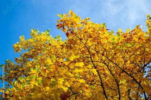 Fototapeta Naklejka Na Ścianę i Meble -  Arbre au feuillage d'automne jaune, or, roux, sous un ciel lumineux.