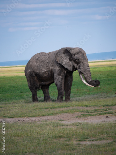 Elephants in Amboseli National Park  Kenya