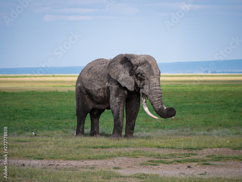 Elephants in Amboseli National Park  Kenya