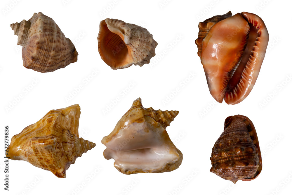 Collection os sea shells isolated on white background Collection os sea shells isolated on white background