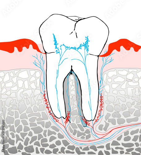 Zahn Molar Querschnitt mit Nerven Anatomie einer Zahnwurzel Illustration.