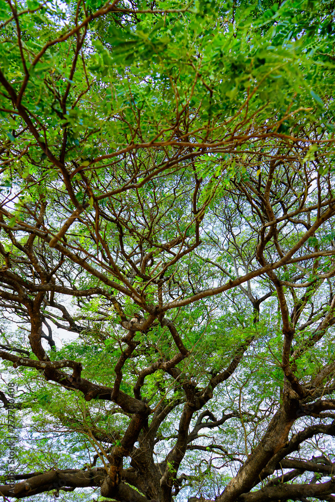 A large tree in the forest, beautiful branches. A large tree in the forest, beautiful branches.