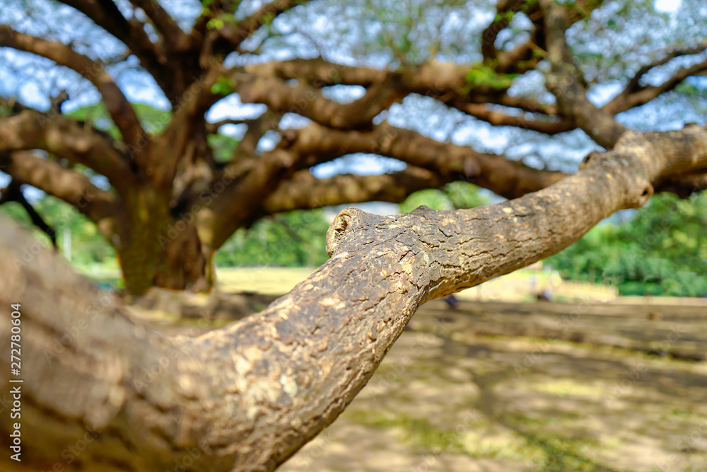 The branches of the big tree in front have large trees in background. The branches of the big tree in front have large trees in background.