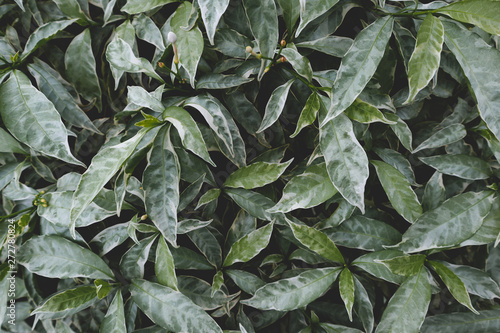 Green leaves that can be used as background images