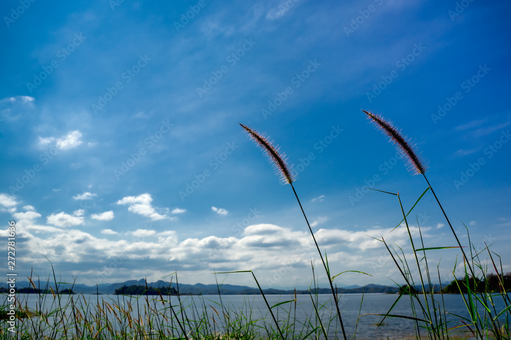Obraz premium Grass flower is beside the lake, background is mountain on sunny day.