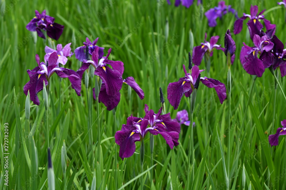 菖蒲 菖蒲