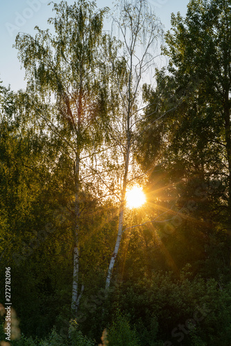 Rays lontsa in birch grove
