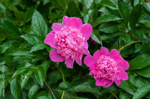 Fototapeta Naklejka Na Ścianę i Meble -  Bright pink blooming peonies on the background of grass and green  leaves