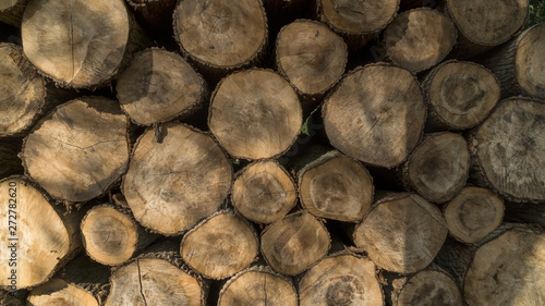 Felled timber stacked up. Tree forestry exploitation