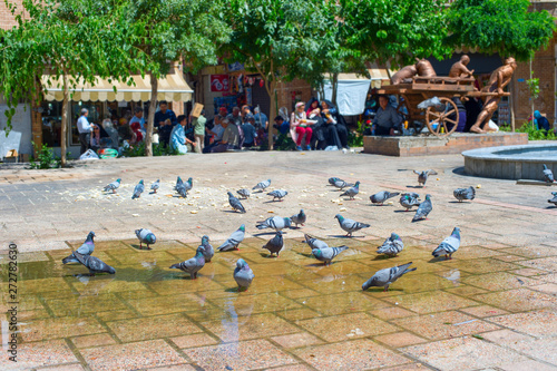 Pigeons flock square Tehran, Iran