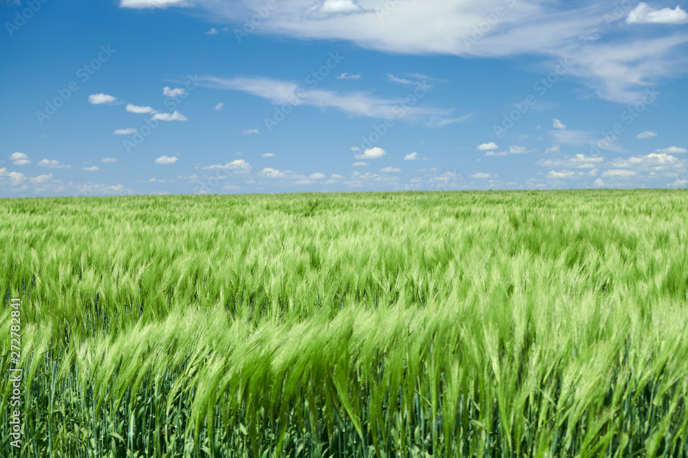 Green wheaten sprouts in the field and cloudy sky. Bright spring landscape. Green wheaten sprouts in the field and cloudy sky. Bright spring landscape.