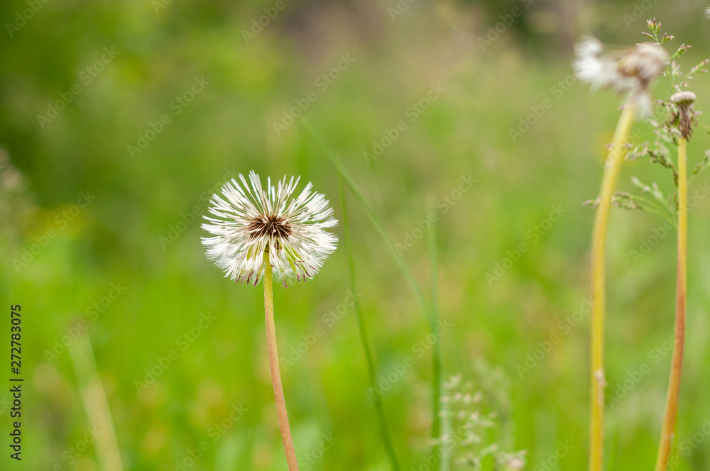 Dandelion on the background of bright, rich green grass and earth Dandelion on the background of bright, rich green grass and earth