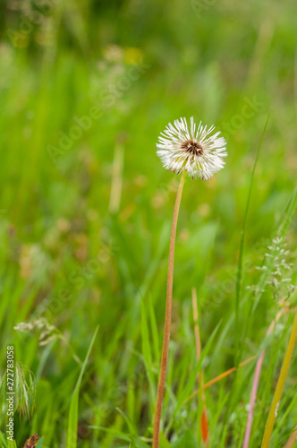 Dandelion on the background of bright  rich green grass and earth