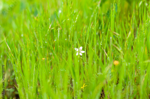 Background of green, fresh, young, field grass with droplets of morning dew