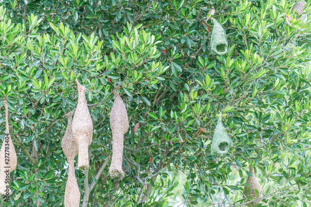 Obraz premium Amazing view of several WEAVER BIRD NEST