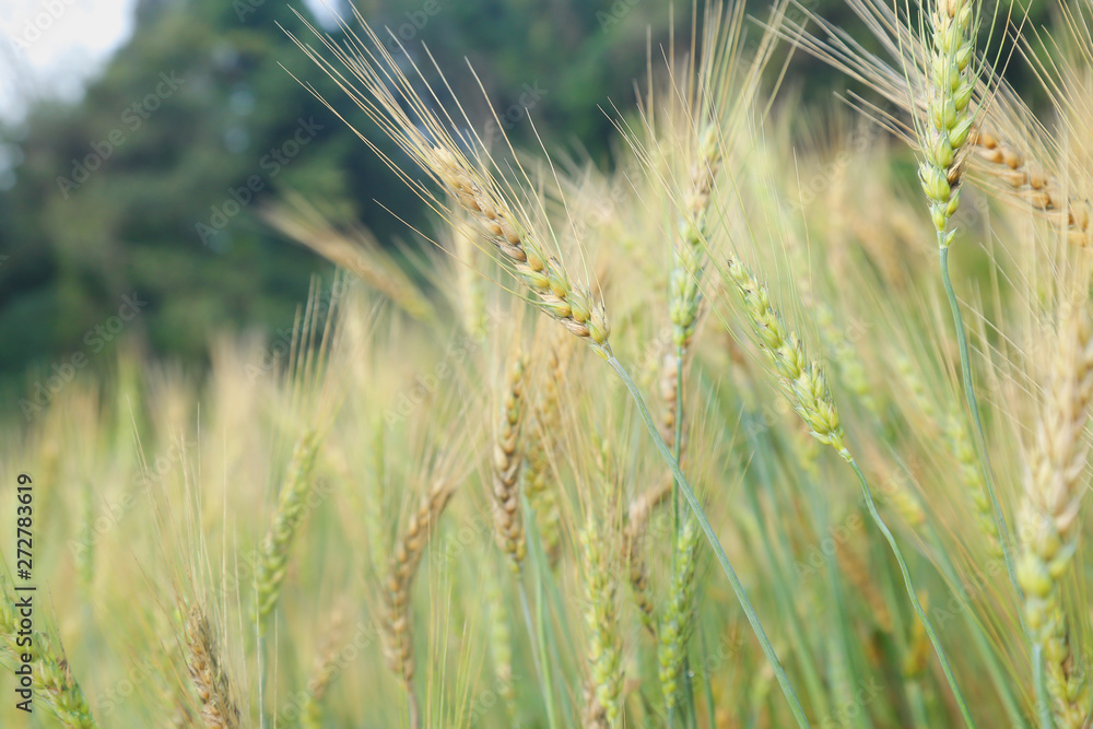 Barley grain is used for flour Barley grain is used for flour