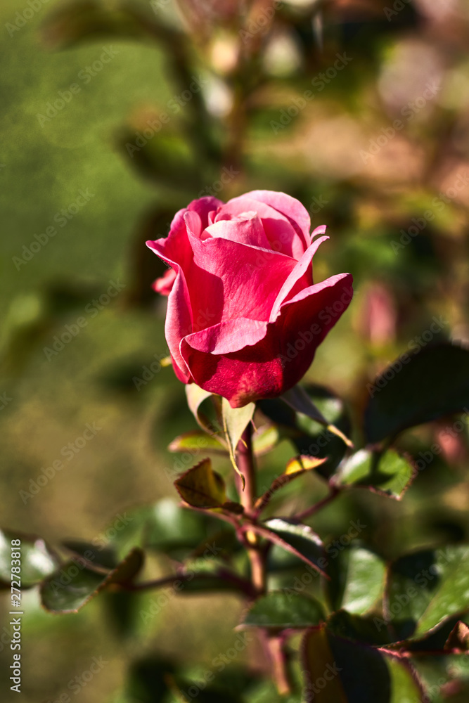 Pink rose in a garden bokeh photography