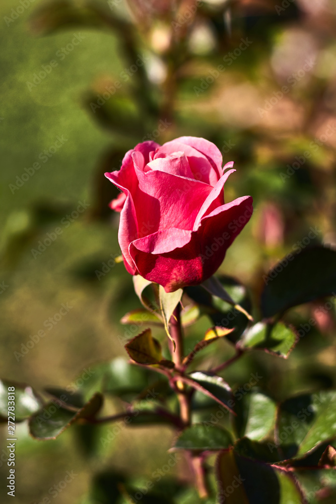 Pink rose in a garden bokeh photography Pink rose in a garden bokeh photography