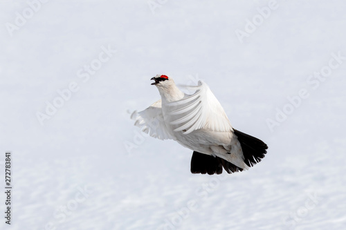 Принти на полотні Adult male Svalbard rock ptarmigan in flight