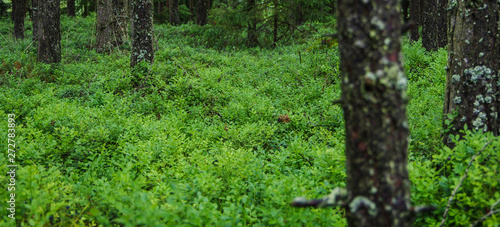 Tree trunks with moss and lichen in the forest