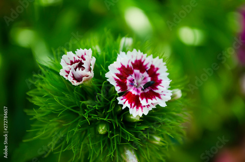 red flower