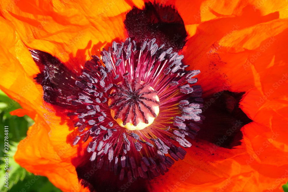 Closeup of Red poppies bloom in the garden on a sunny summer day Closeup of Red poppies bloom in the garden on a sunny summer day