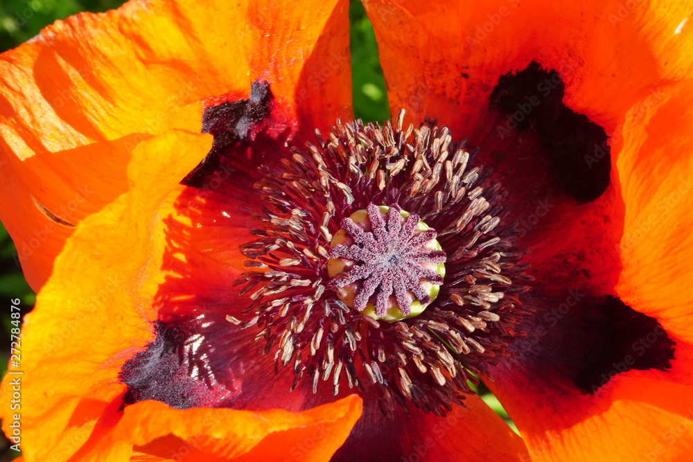 Closeup of Red poppies bloom in the garden on a sunny summer day Closeup of Red poppies bloom in the garden on a sunny summer day