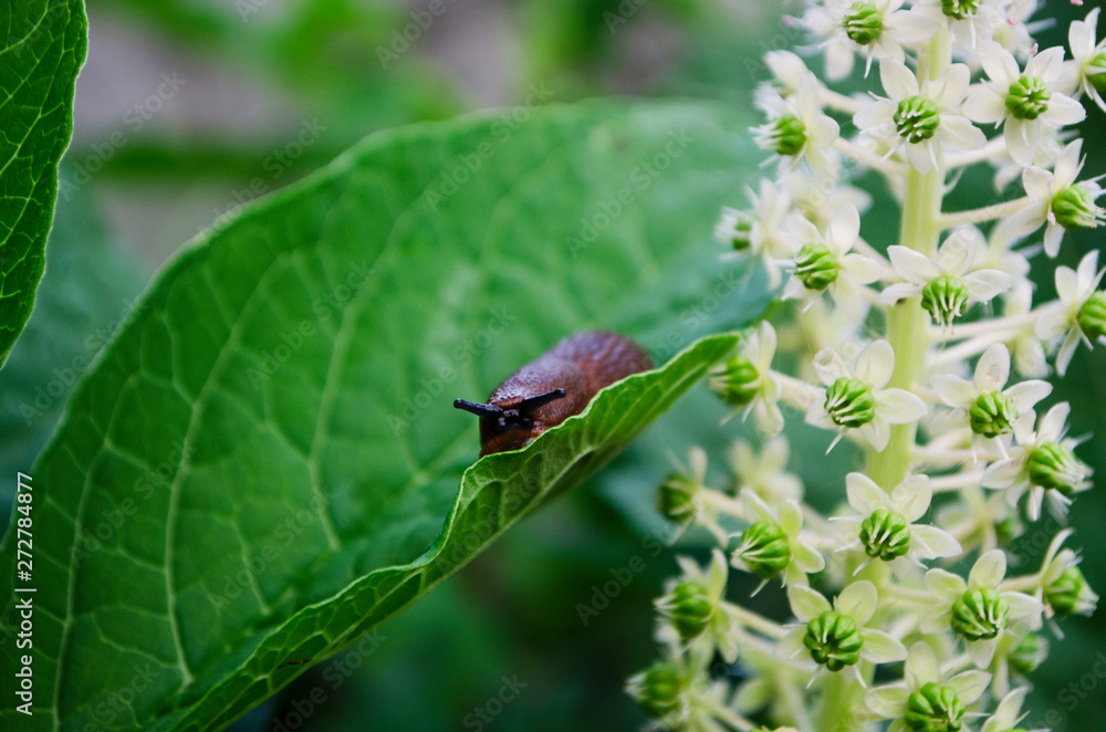 slug on a leaf slug on a leaf