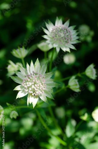 flower in garden