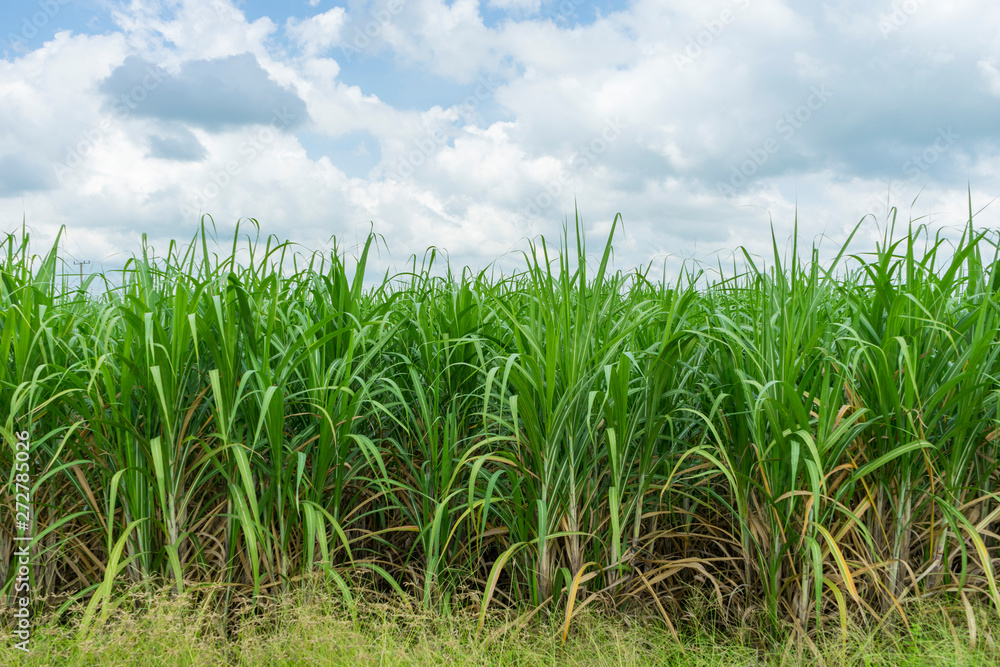 Panoramic view of sugarcane plantation Panoramic view of sugarcane plantation