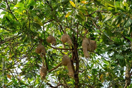 Many bird's nest are gathered together on the tree,in Thailand forest.