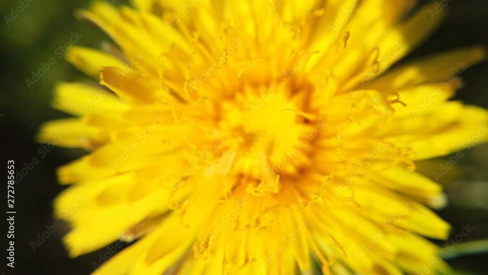 Yellow dandelions on green meadow in springtime. Beautiful yellow dandelion blossoms Yellow dandelions on green meadow in springtime. Beautiful yellow dandelion blossoms