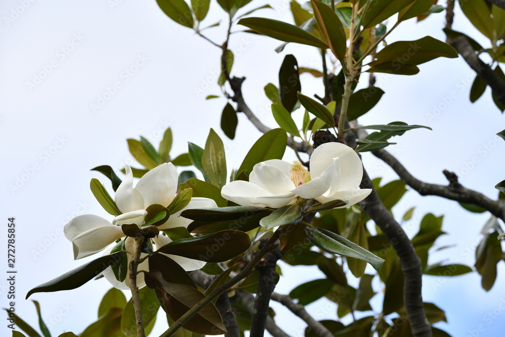 泰山木の花