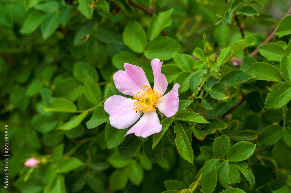 delicate pink flower of dog-rose close-up on a background of green leaves delicate pink flower of dog-rose close-up on a background of green leaves