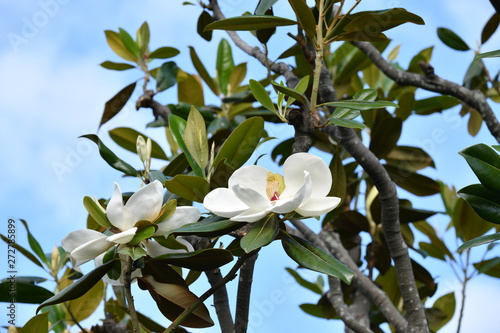 泰山木の花 photo