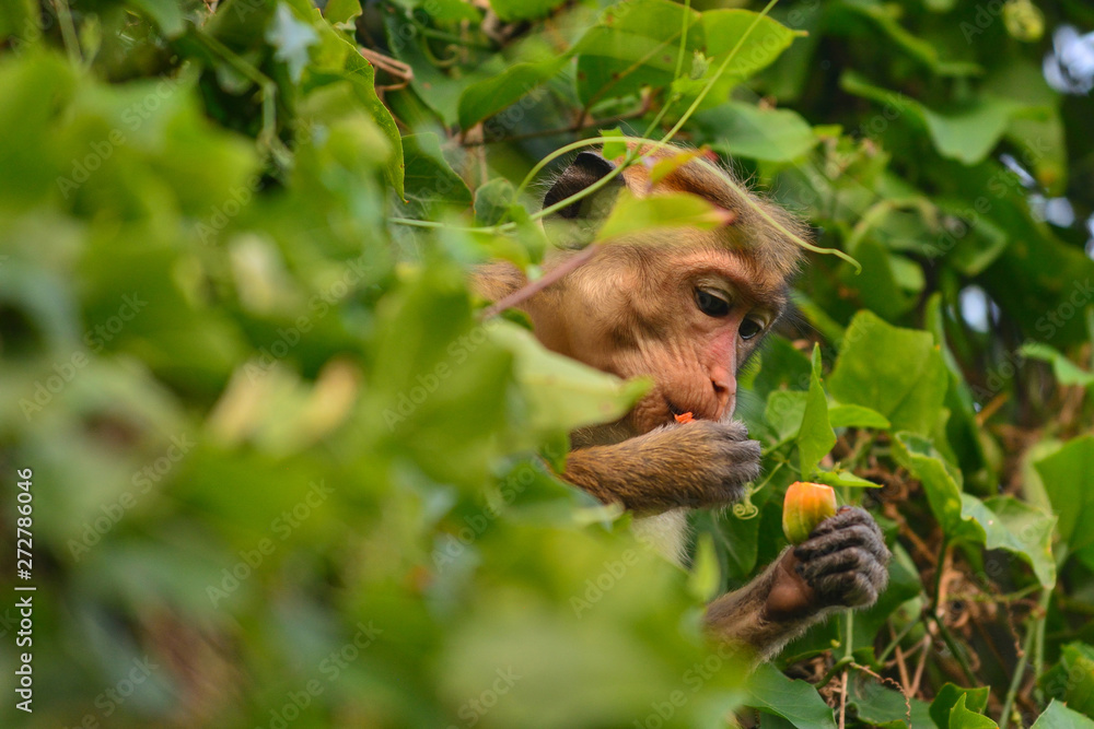 Obraz premium Sri Lanka Mihintale macaque monkey