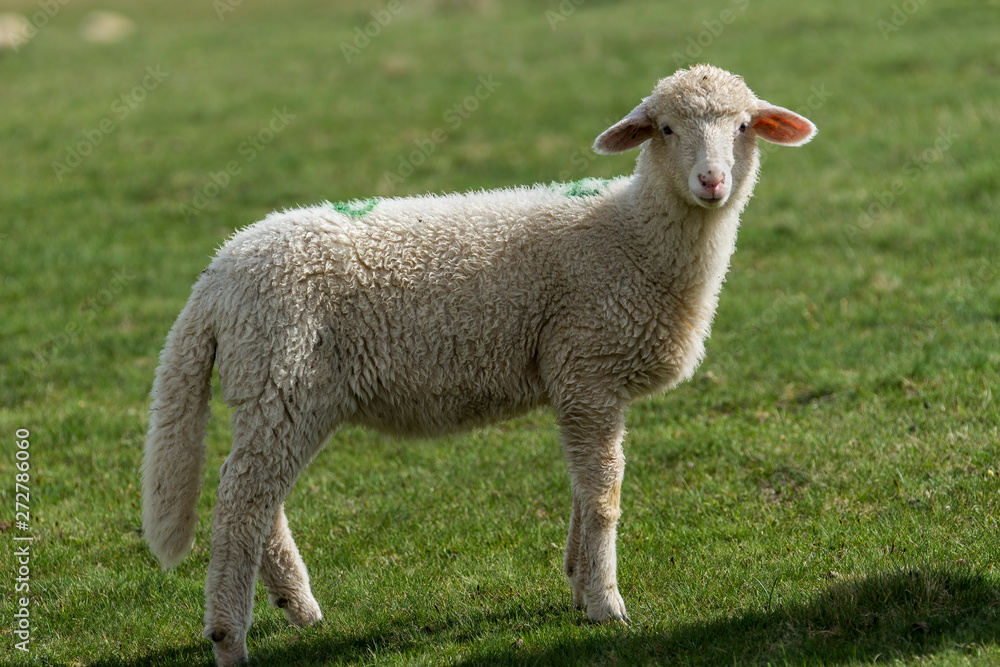 Lambs and sheeps on a green field Lambs and sheeps on a green field