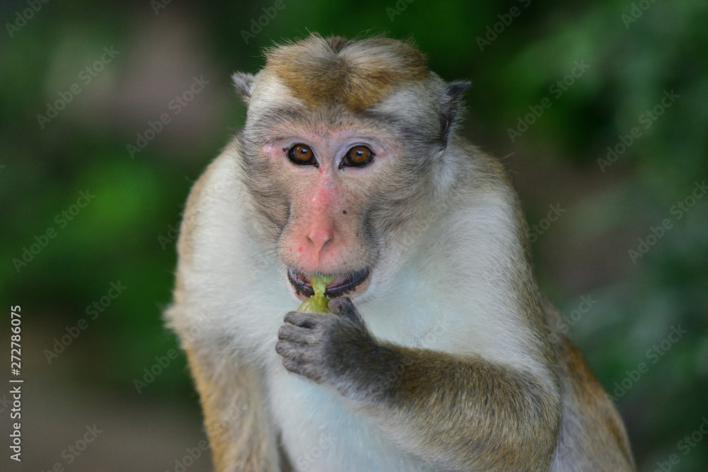 Fototapeta premium Sri Lanka Mihintale macaque monkey
