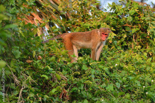 Sri Lanka Mihintale macaque monkey