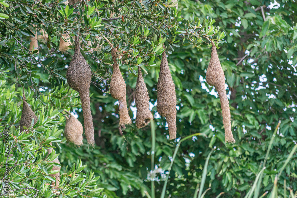 Fototapeta premium Amazing view of several WEAVER BIRD NEST