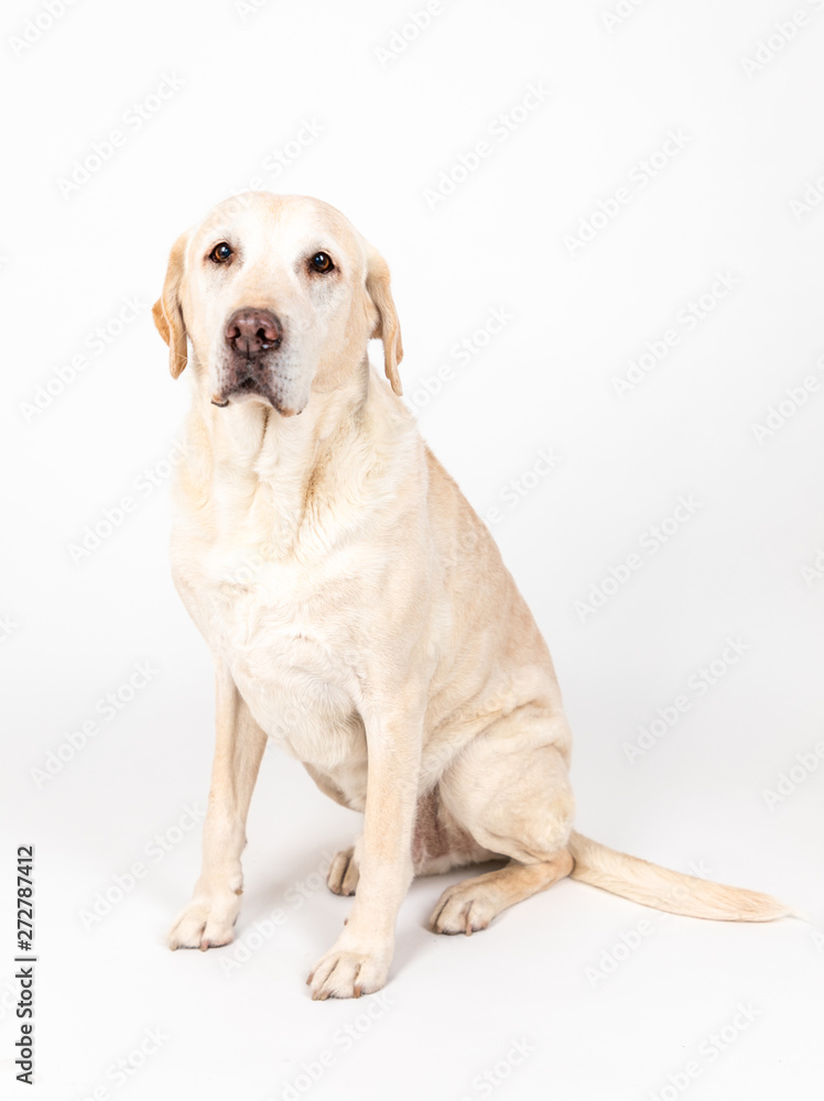 labrador dog in a studio with white background labrador dog in a studio with white background