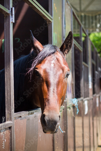 Horse in the stall. Head, closeup © 0635925410