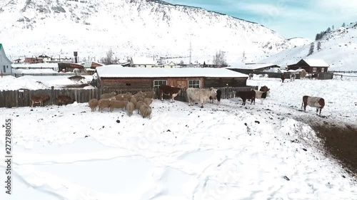 Wallpaper Mural Aerial View - Farm. Animals in winter. Flying around the house which are animals. Russia. Siberia Torontodigital.ca