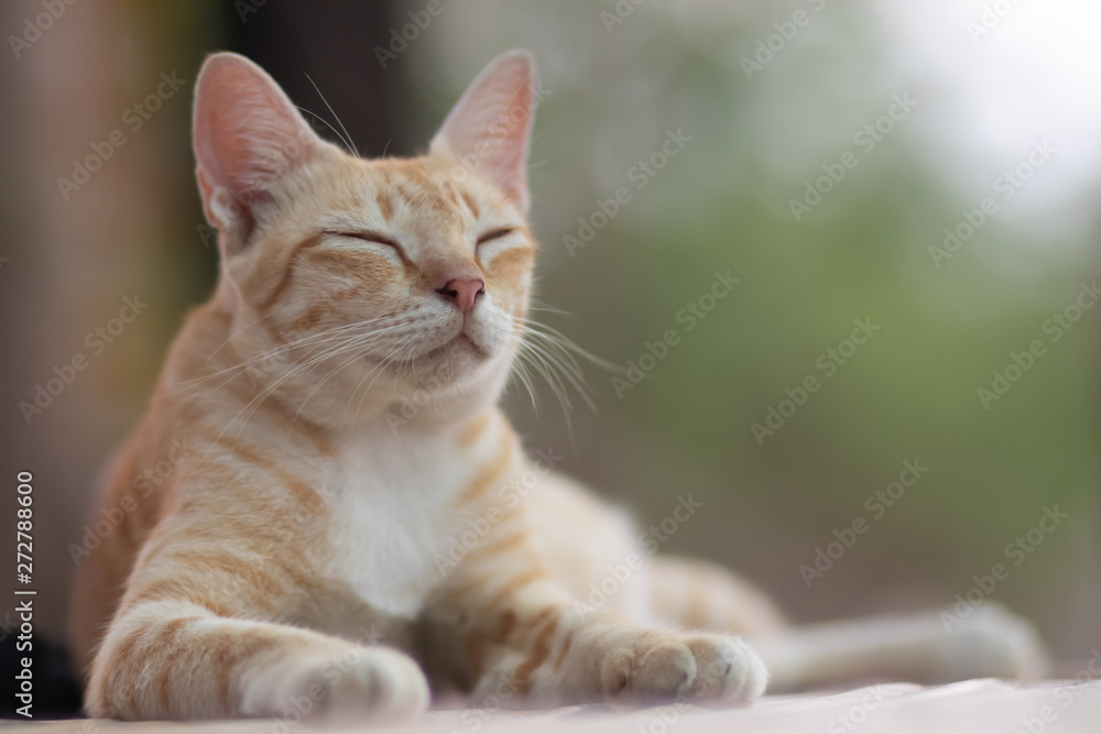 Fototapeta premium portrait of a cat, cat lying on the table